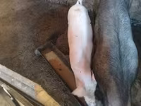 母猪, Pigs — 照片 3