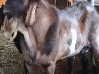 Bode, Nubian Goat — foto 3