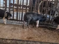 Sow, Pigs — photo 5