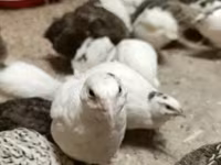 Quails — photo 3
