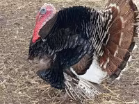 Turkeys — Foto 3