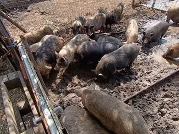 मादा सूअर, Вьетнамская вислобрюхая