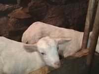 Bak, Saanen goat — 6. fotó