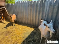 Goat, Goats — photo 3