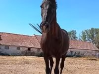 母马, Horses — 照片 5