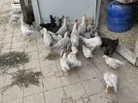 Chickens — zdjęcie 1