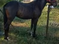 At, Hungarian horse breed — foto 2