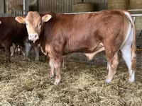 Bull, Limousin cow — photo 2