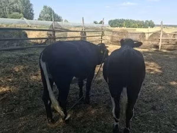 Vaca, Ganado vacuno
