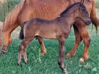 Caballo, Hungarian horse breed — foto 6