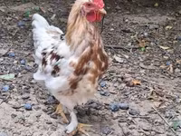 Chickens — 2-сурет