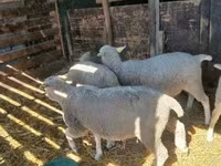Schaf, Schafe — Foto 1