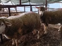 母羊, Ile-de-France sheep — 照片 2