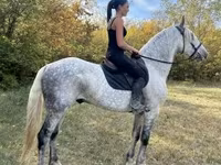 Hing, Andalusian horse — 3. fotó