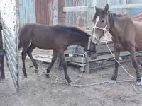 Kanca, Kazakh horse — 3. fotó