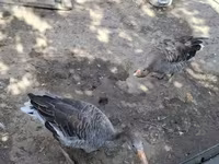 Geese — Foto 1