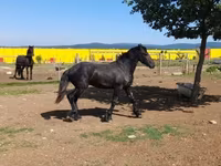 公马, Friesian — 照片 4