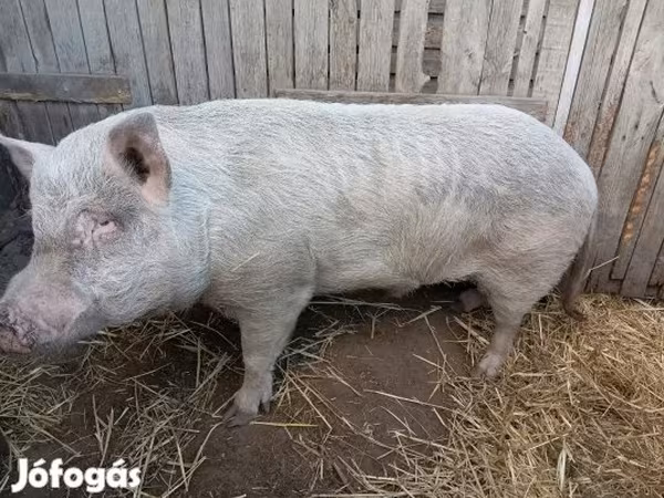 Eber, Schweine