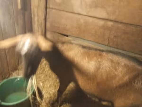 母山羊, Goats