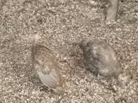 Guinea fowl — foto 1