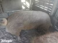 公猪, Мангалица — 照片 3