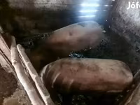 公猪, Pigs — 照片 4