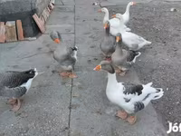 Geese — 7. fotó