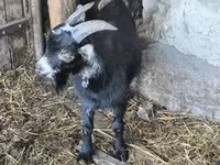 Cabro, Cabras — foto 3