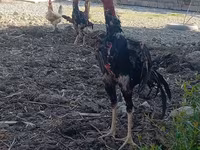 Chickens — zdjęcie 2