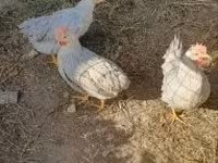Chickens — फ़ोटो 3