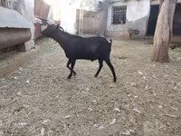 Goat, Murcia-Granada goats — photo 3
