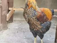 Вайандот — 1-сурет
