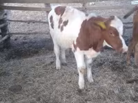 Bull, Simmental cattle — photo 5