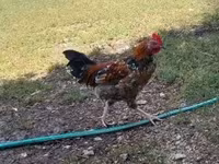 Chickens — foto 1