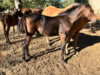 Cavalo, Kisber felver — foto 1