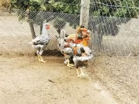 Chickens — 3-сурет