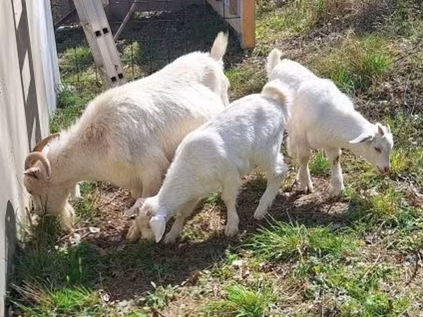 Kozel, Nubian Goat — Maďarsko