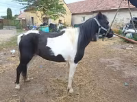 Jument, Chevaux — photo 1