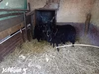 Oveja, Racka sheep — foto 3
