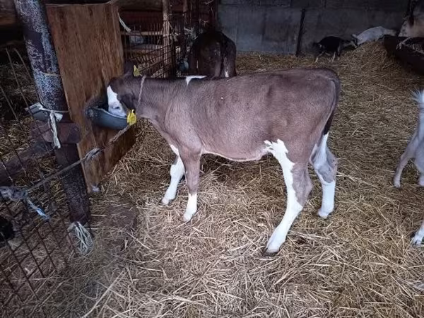 公牛, Cattle
