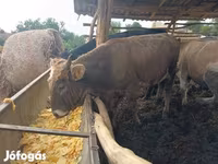 Toro, Simmental cattle — foto 2