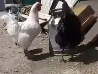 Leghorn — zdjęcie 3