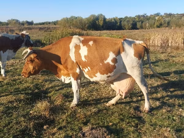 Tehén, Simmental cattle