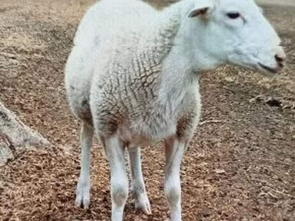 كبش, Dorper sheep — هنغاريا