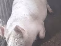 母猪, Pigs — 照片 2