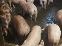 Pigs (batch, sex not specified), Pigs — photo 1