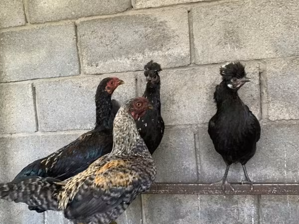 Shamo chickens