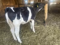 Kuh, Holstein-Rasse — Foto 3