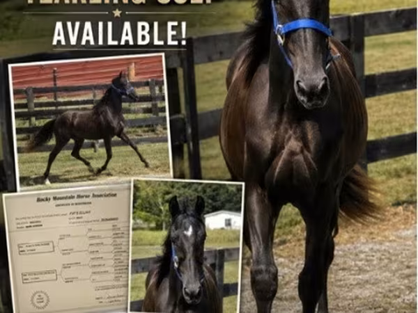 Hing, Rocky Mountain Horse