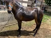 Mare, Horses — photo 1